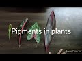 Pigments in plants (full explanation)