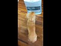 ストーブ犬　 ミニチュアダックスフンド