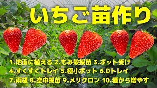 【いちごの苗作り】いちご苗の作り方,育苗採苗システム10種類をプロが解説