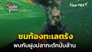 ชมท้องทะเลตรังกับฝูงปลากะตักนับล้าน | ทุกทิศทั่วไทย | 24 ต.ค. 67