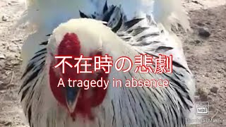 フィリピン田舎の鶏おばさん不在時に悲劇#ブラマ#烏骨鶏#ポーリッシュ#brahma#silkiechicken#polishchicken