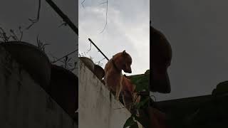 എപ്പോ നോക്കിയാലും കൊമ്പത്താ #comedy #viral #dog #funny #fundub #utubeshorts #shorts #youtubeshorts