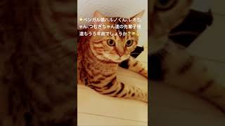 🌟べンガル猫のハルノくん、レオちゃん、つむぎちゃん達の先輩子猫達もう５年前でしょうか？（笑）（２０２５０２２１ー２）#ベンガル猫#先輩#子猫#猫#bengalcat#cat#short