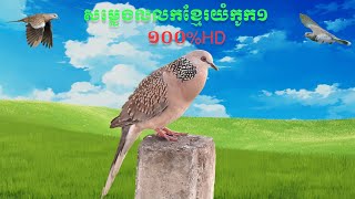 Wonderful Khmer Spotted  Dove Sounds 1 សម្លេងលលកខ្មែរកូក១យំពិរោះណាស់