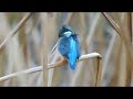 2018.12.15 東京上野鳥散歩・カワセミ