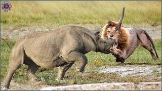 30 Moments When Rhinos Use Their Horns To Cause Pain When Confronting Lions | Animal fight