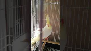 #cockatiel#کۆکتێل سەیری چۆن خۆی توڕە کردوە😂