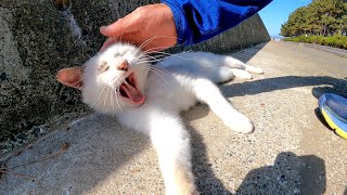 防波堤でよく喋る野良猫が寝ていたのでナデナデしてきた