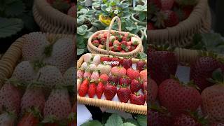 Fresh Pick Strawberry #satisfying #shortsvideo