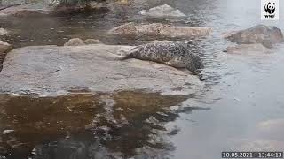 Pullervo esittää  järveen valumisen WWF:n Norppalivessä