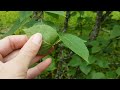 paper birch betula papyrifera vs. alder alnus sp. part 1 of 2