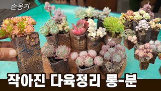 작아진 내다육 롱분으로 정리💕 분갈이와 다육선택 🌱주물럭  롱~분《다육식물》