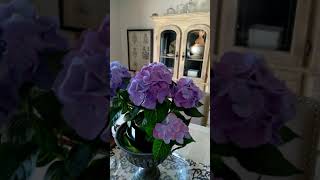 Hydrangea in hoodoo