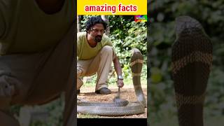 सांप से जानलेवा कौन है? | facts | amazing facts | interesting facts #facts #shorts #factupng #yt