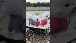 相亲相爱三小只 #bichon #比熊