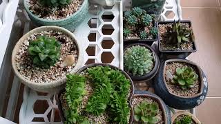 116회 다육이 장마때관리, 비끝나면 어떻게 관리할까~? (succulents, 多肉)