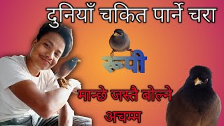 दुनियाँ चकित पार्ने चरा (रुपी) । A bird that talks like a man । A.A vlogs