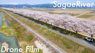 寒河江川　桜並木　ドローン空撮2021.4  【Drone Film】山形県河北町