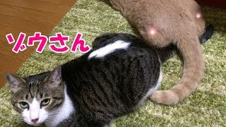 我が家の猫こむぎ＆だいずはXジャパンの隠れファン【猫日記こむぎ＆だいず】2017 12 11