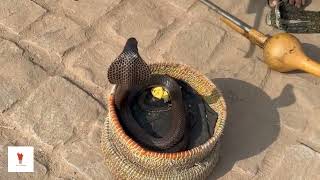 The Cobra Effect — A Real Story That Teaches Every Business a Big Lesson