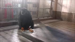 チンパンジーのジョニー君のモグモグタイムがヒトの食べ方（王子動物園）How to eat the mogmogtime of Johnny's chimpanzee man (Oji Zoo)