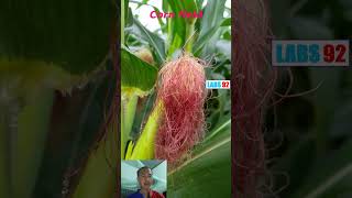 Cornfield and Garden Pests | LABS 92