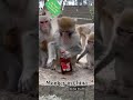 drunken monkey funny monkey 🐒 bestshortsvideo trendingshorts viralshorts animalworld