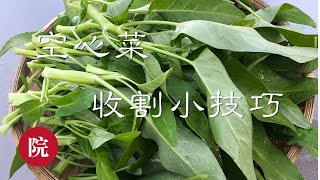 【彬彬有院】种•245保证空心菜高产的收割小技巧