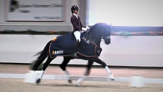 Iron Spring Farm's Lowlands OLD Wins Z class at 2022 Stallion Competition Dressage show, Kronenburg