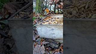 Rotkehlchen zu Gast bei Futterstelle 2 #birds #birdfeeder#cute