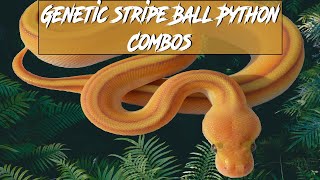 Genetic Stripe Ball Python Morph Combos | Jack's Reptiles