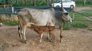 kangayam cow with male calf