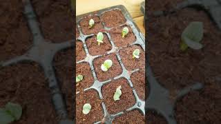 🦋Cynara Cardunculus🦋 Seedlings 🌱