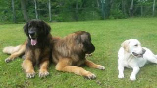 Beautiful Spring. Leonberger in Japan.