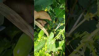 后院小菜园 随吃随摘 唐芹 西红柿 黄瓜 Backyard Garden Harvesting Leaf Celery Tomato Cucumber 加拿大 Edmonton Aug 17 23