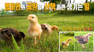 부화기 생후 14일 병아리와 함께 공원 산책하면 벌어지는 일들! (병아리 부화기2탄)