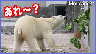 気づくの早い！環境の変化と飼育員さん　ホッキョクグマ リラの鋭さ Polar Bear