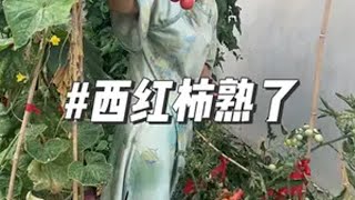 豆角可算吃完了，西红柿又续上了三农 农村美食 我的小菜园 豆角季节 抖音助农