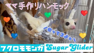 【フクロモモンガ】手作りハンモックを使ってる～とママ大興奮！！ #フクロモモンガ ＃Sugarglider