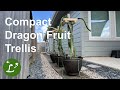 How To Build Compact Dragon Fruit Trellis | reinforced with tomato cage for stronger support