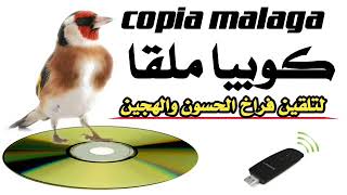 شريط كوبيا ملقا copia  malaga بدون  أخطاء لتلقين فراخ الحسون والهجين