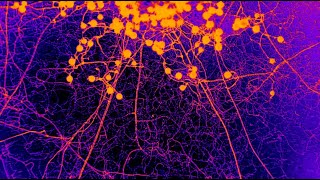 Exploring “A travelling-wave strategy for plant–fungal trade”