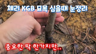 체리(KGB) 묘목심을때 중요한 딱 한가지만. 눈정리.