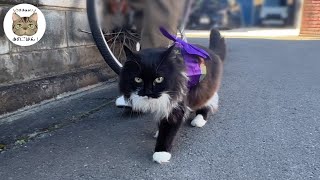 【モフモフ元野良猫】着物で初詣行ってくるニャン！