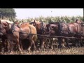 Amish Farmer with 8 Horse Hitch Chopping Silage