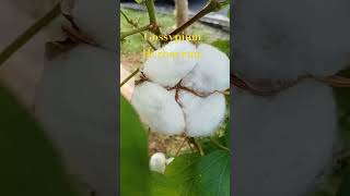 Gossypium herbaceum native cotton of Saharan Africa and Saudi #youtube #nature #saudiarabia #africa