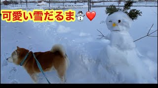 柴犬貴教！雪の中のお散歩！