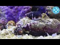 【チャーム】海水魚 貝 マダラヨウバイ talasco reeveana ヨウバイ charm動画