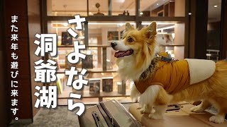 今年最後の旅路に別れを告げるコーギー！ ～洞爺湖旅行2日目～