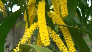 Trees of India Akashiya | Acacia